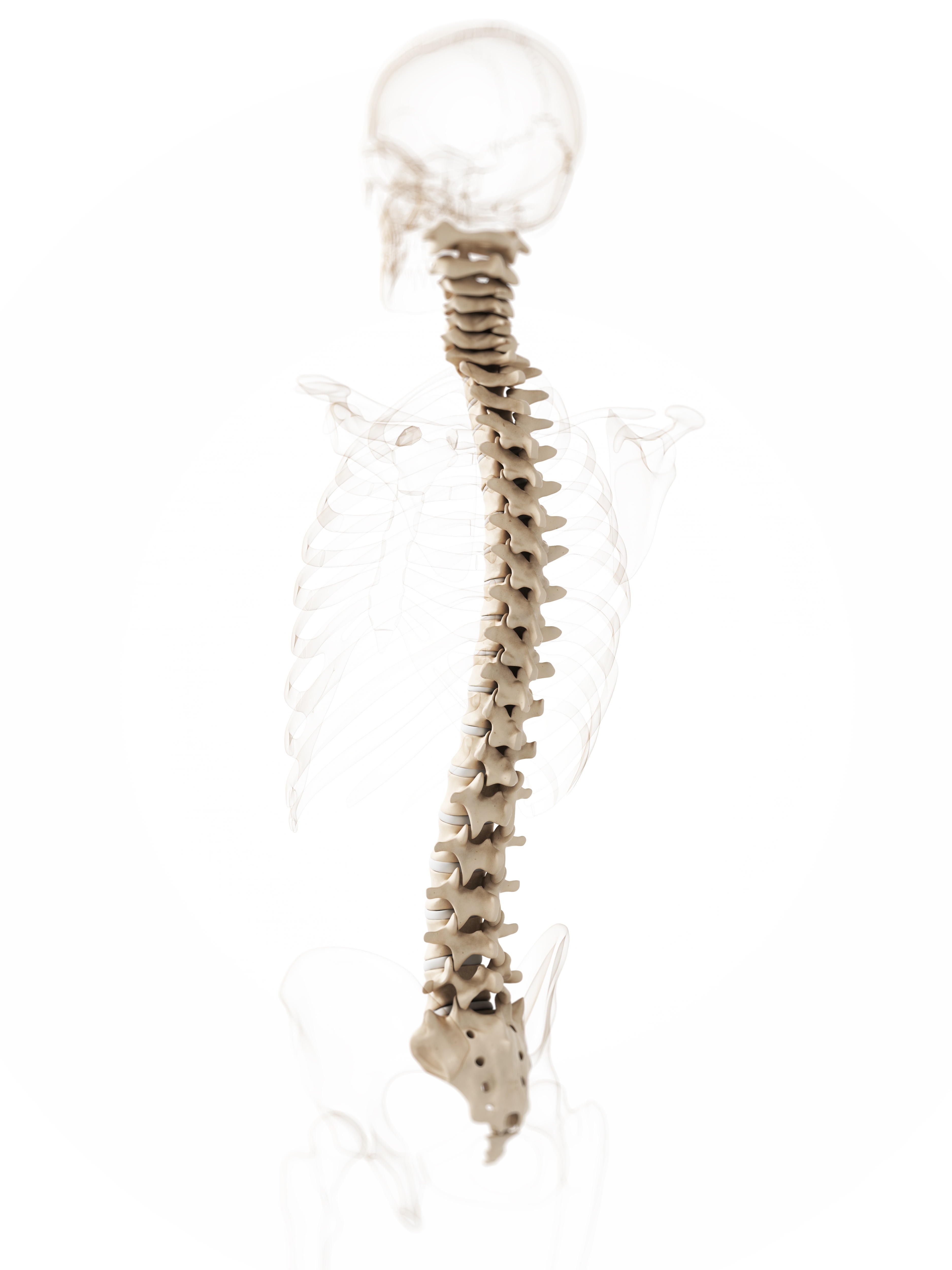 脊髄のイメージ画像